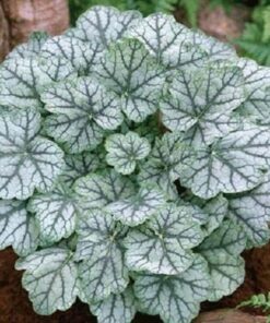 Alternative view of 1200 Mixed Colors CORAL BELLS HEUCHERA Shade Flower Seeds