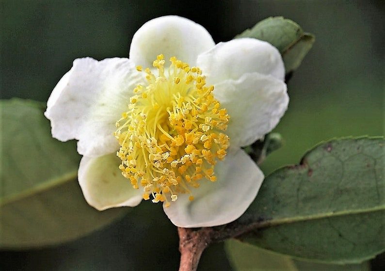 5 TEA PLANT Black & Green Drinking Tea Camellia Sinensis Evergreen Tree Shrub Flower Seeds - Image 8