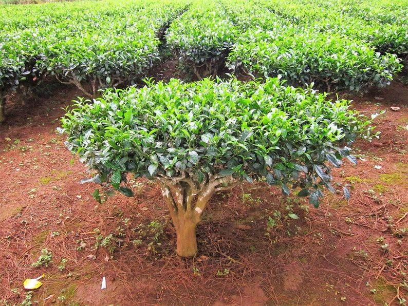 5 TEA PLANT Black & Green Drinking Tea Camellia Sinensis Evergreen Tree Shrub Flower Seeds - Image 9