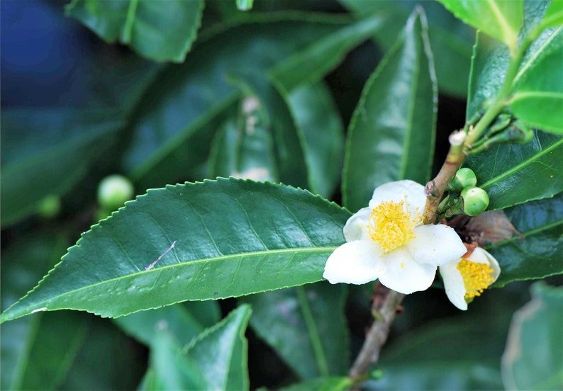 5 TEA PLANT Black & Green Drinking Tea Camellia Sinensis Evergreen Tree Shrub Flower Seeds - Image 10