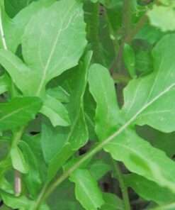 2000 ROQUETTE ARUGULA aka Rocket / Rucola / Rugula Eruca Vesicaria Sativa Herb Vegetable Seeds