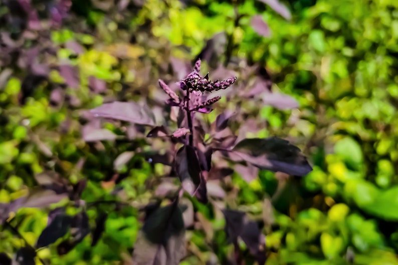 200 Purple Krishna Tulsi HOLY BASIL Ocimum Sanctum Tenuiflorum Herb Flower Seeds - Image 8
