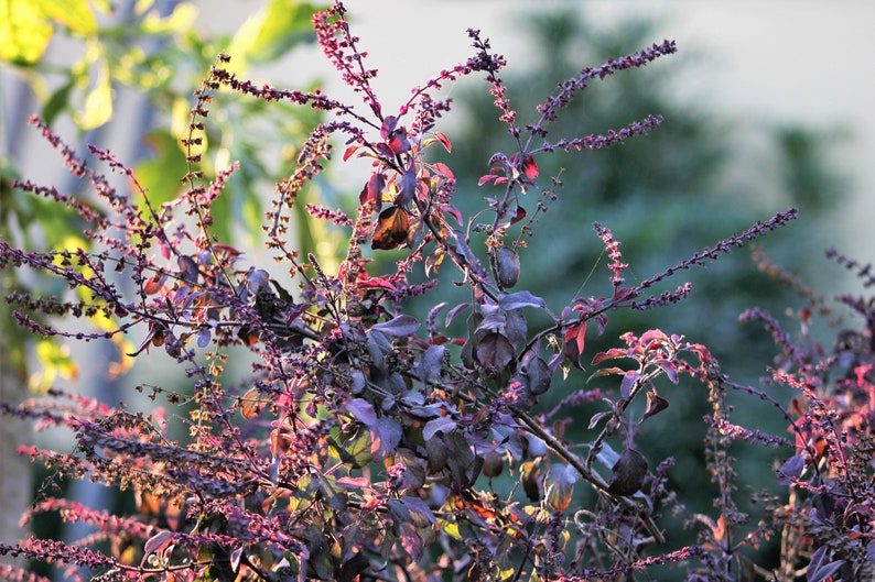 200 Purple Krishna Tulsi HOLY BASIL Ocimum Sanctum Tenuiflorum Herb Flower Seeds - Image 9