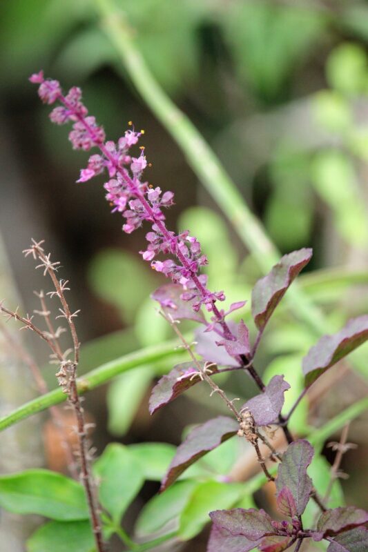 200 Purple Krishna Tulsi HOLY BASIL Ocimum Sanctum Tenuiflorum Herb Flower Seeds - Image 10
