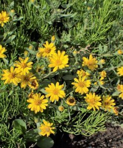 Alternative view of 100 HAIRY GOLDEN ASTER Chrysopsis Heterotheca Villosa Herb Yellow Flower Seeds