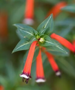 Alternative view of Cuphea Ignea Cigar Plant - 10 Hummingbird Flower Seeds, Red Tubular Blooms - Perfect for Garden or Indoors