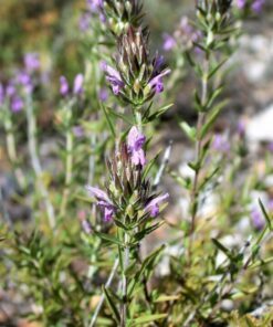 Alternative view of 20 MEDITERRANEAN THYME Spiked Thymbra Spicata Pink Savory Herb Za’atar Perennial Herb Flower Seeds