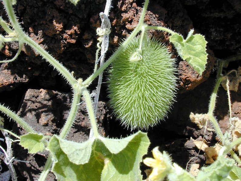10 WOOLY BEAR GOURD Cucumis Dipsaceus Fuzzy Green Ornamental Seeds - Image 2