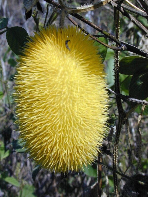 10 WOOLY BEAR GOURD Cucumis Dipsaceus Fuzzy Green Ornamental Seeds - Image 8