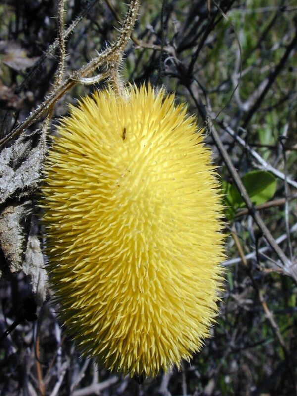 10 WOOLY BEAR GOURD Cucumis Dipsaceus Fuzzy Green Ornamental Seeds - Image 9
