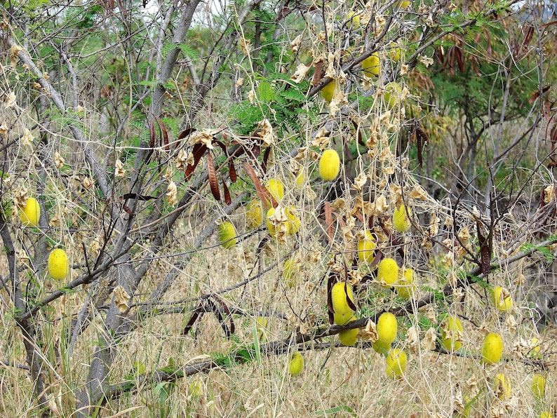 10 WOOLY BEAR GOURD Cucumis Dipsaceus Fuzzy Green Ornamental Seeds - Image 10