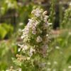 1000 HEIRLOOM CATNIP Nepeta Cataria Herb Flower Seeds