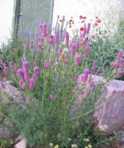 Alternative view of 700 PURPLE PRAIRIE CLOVER Dalea Purpurea Flower Seeds