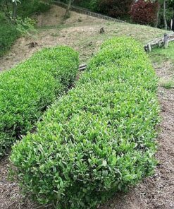 Alternative view of 5 TEA PLANT Black & Green Drinking Tea Camellia Sinensis Evergreen Tree Shrub Flower Seeds