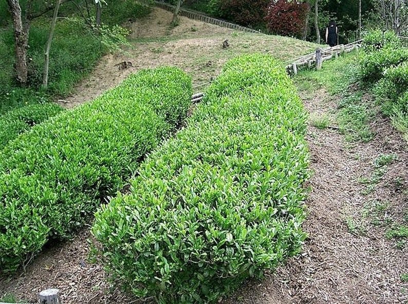 5 TEA PLANT Black & Green Drinking Tea Camellia Sinensis Evergreen Tree Shrub Flower Seeds - Image 2