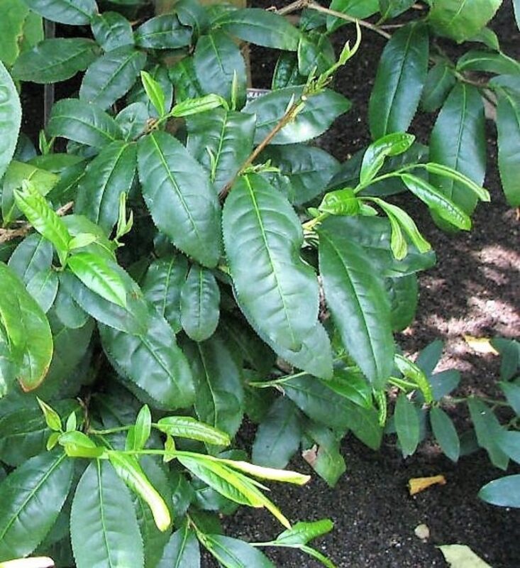 5 TEA PLANT Black & Green Drinking Tea Camellia Sinensis Evergreen Tree Shrub Flower Seeds - Image 3