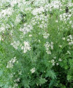 Alternative view of 500 Organic CUMIN Cuminum Cyminum Herb Flower Seeds