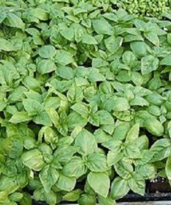 1000 Italian LARGE LEAF BASIL Ocimum Basilicum Herb Flower Seeds