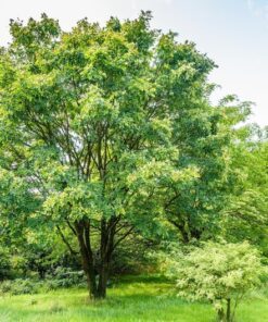 Alternative view of 10 AMUR MAACKIA Cladrastis Amurensis Tree Ornamental White Flower Legume Seeds