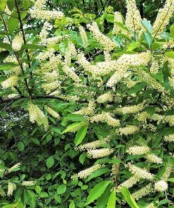 10 AMUR MAACKIA Cladrastis Amurensis Tree Ornamental White Flower Legume Seeds