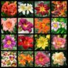 10 MIXED COLORS DAYLILY Hemerocallis Day Lily Fine Mix Red Purple Flower Seeds