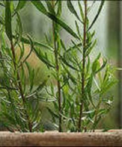 Alternative view of 100 TARRAGON Kitchen / Common / Dragons Wort Artemisia Dracunculus Flower Culinary Herb Seeds