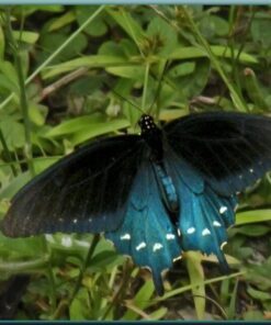 Alternative view of 1000 GIANT ITALIAN Flat Leaf PARSLEY Petroselinum Crispum Neapolitanum Herb Vegetable Flower Seeds