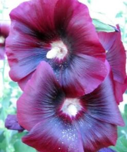 Alternative view of 25 BURGUNDY RED HOLLYHOCK Alcea Rosea Flower Seeds Perennial *Comb S/H