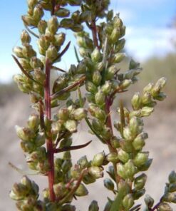 Alternative view of 500 BEACH WORMWOOD Artemisia Caudata Silvermound Red Sagewort Herb Flower Seeds