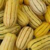 50 DELICATA SQUASH Striped Sweet Potato Cucurbita Pepo Vegetable Seeds