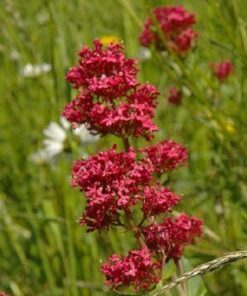 Alternative view of 50 RED JUPITER'S BEARD Valerian Keys of Heaven Centranthus Ruber Flower Seeds