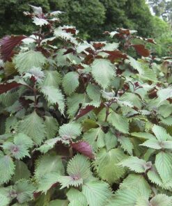 Alternative view of 300 PURPLE SHISO aka PERILLA Frutescens Ornamental Herb Seeds Green & Purple