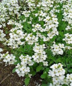 Alternative view of 800 WHITE ALPINE ROCKCRESS Aubrieta Rock Cress Arabis Alpina Flower Seeds