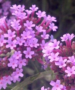Alternative view of 150 BUENOS AIRES VERBENA Brazilian Purple Bonariensis Patagonica Flower Seeds