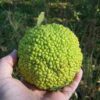 10 HEDGE APPLE Osage Orange Horse Apple Monkey Ball Maclura Pomifera Tree Seeds