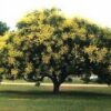 10 GOLDEN RAIN TREE Goldenrain Koelreuteria Paniculata Yellow Flower Seeds Combined S/H
