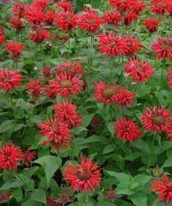 Alternative view of 25 BEE BALM MIX Lemon Hummingbird Mint Monarda Didyma Mixed Colors Scarlet