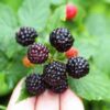 50 BLACK RASPBERRY Rubus Leucodermis Fruit Bush Vine Seeds