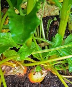 Alternative view of Burpee's Golden Beet Seeds - 30 Pack - Heirloom Yellow Beets - Beta Vulgaris Root Vegetables