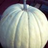 5 WHITE CASPER PUMPKIN White Skin Orange Flesh Cucurbita Maxima Vegetable Seeds