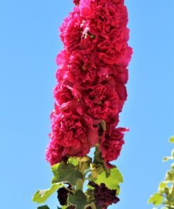 Alternative view of 50 Dwarf Double HOLLYHOCK MAJORETTE MIX Alcea Rosea Red Pink White Maroon Yellow Mixed Color Flower Seeds