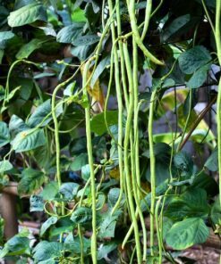 Alternative view of Heirloom Yard Long Bean Seeds - 30 Pack - Red Seeded Asparagus Bean - Phaseolus Vulgaris Vegetable Seeds