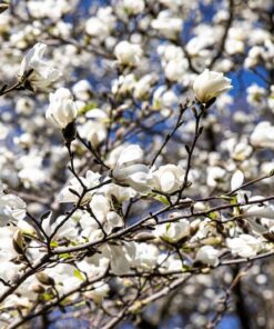 Alternative view of 10 SOUTHERN MAGNOLIA TREE 12" White Flowers Native Grandiflora Bull Bay Seeds