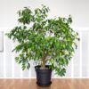 50 WEEPING FIG Ficus Benjamina Benjamin Indian Rubber Tree Houseplant Seeds
