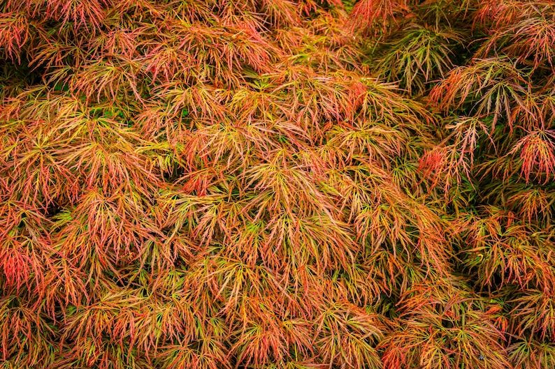 10 WEEPING LACELEAF MAPLE Japanese Acer Palmatum Dissectum Green Yellow Red Tree Seeds