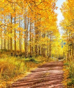 50 Golden QUAKING ASPEN TREE Populus Tremuloides White Bark Yellow Fall Cold Hardy Seeds