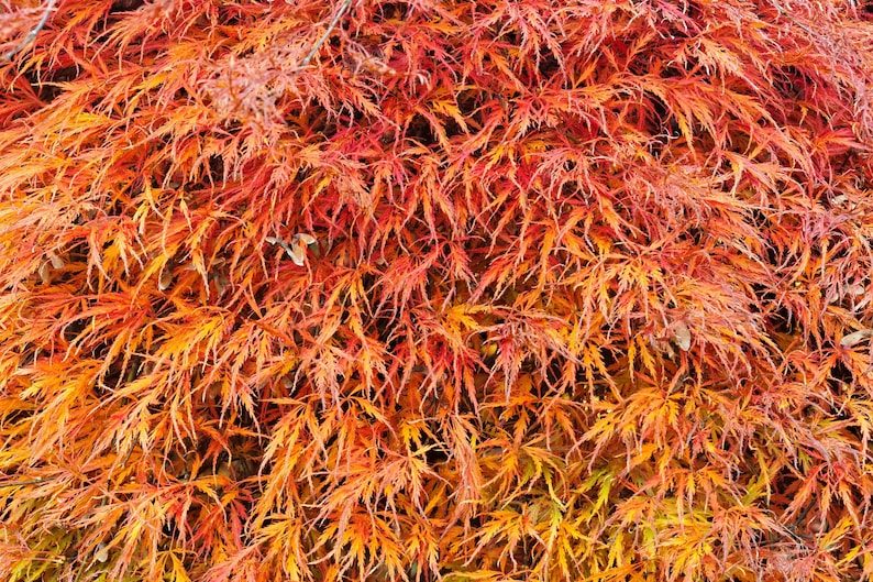 10 WEEPING LACELEAF MAPLE Japanese Acer Palmatum Dissectum Green Yellow Red Tree Seeds - Image 3