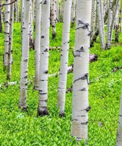 Alternative view of 50 Golden QUAKING ASPEN TREE Populus Tremuloides White Bark Yellow Fall Cold Hardy Seeds