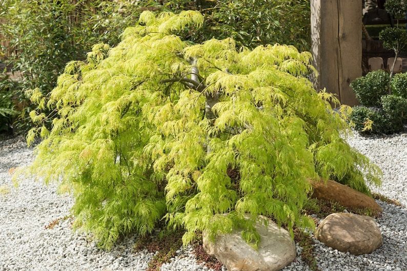10 WEEPING LACELEAF MAPLE Japanese Acer Palmatum Dissectum Green Yellow Red Tree Seeds - Image 7