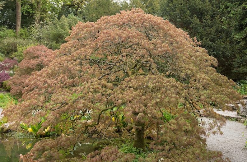 10 WEEPING LACELEAF MAPLE Japanese Acer Palmatum Dissectum Green Yellow Red Tree Seeds - Image 8
